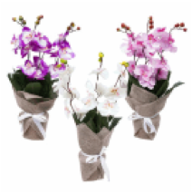 ORCHIDinPOT,17