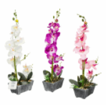 ORCHIDinPOT,15