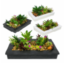 PLANT,SUCCULENTSinPOT 4ASTD - CAJA DE 12