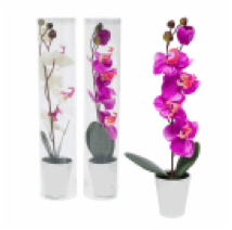 ORCHID,12.25"HinCERAMIC POT 2A - CAJA DE 24